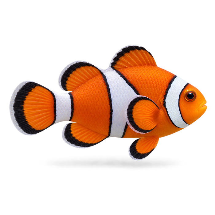 Fish Mox