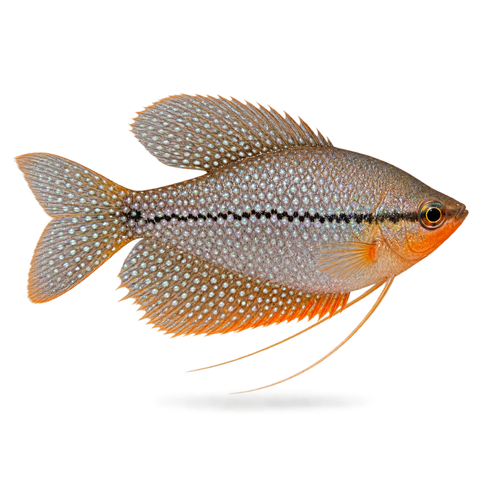 Fish Zole