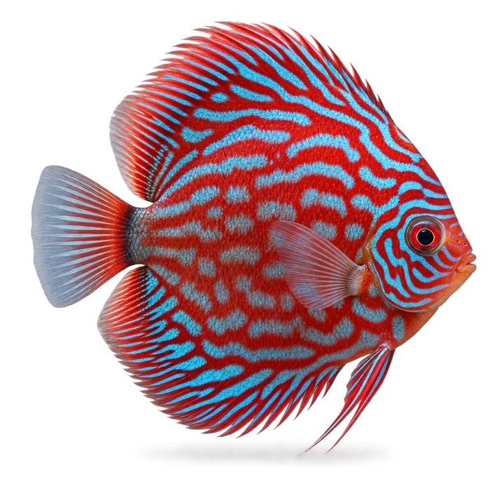 Fish Fluconazole