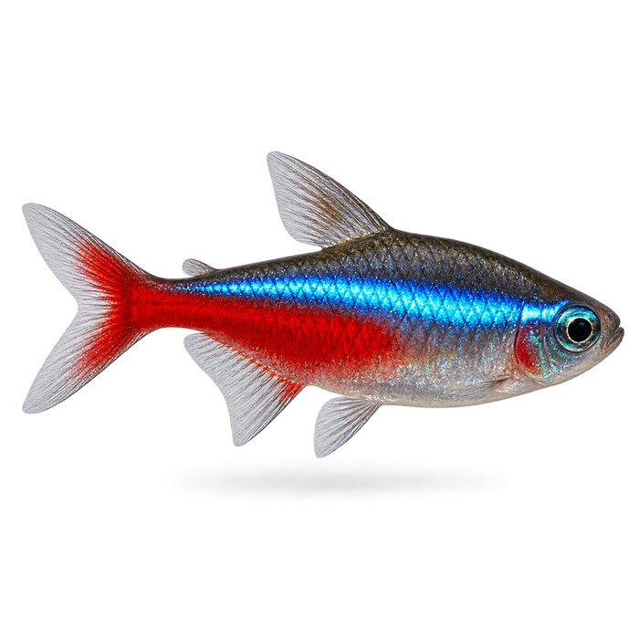 Fish Levofloxacin