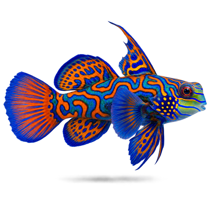 Fish Pen