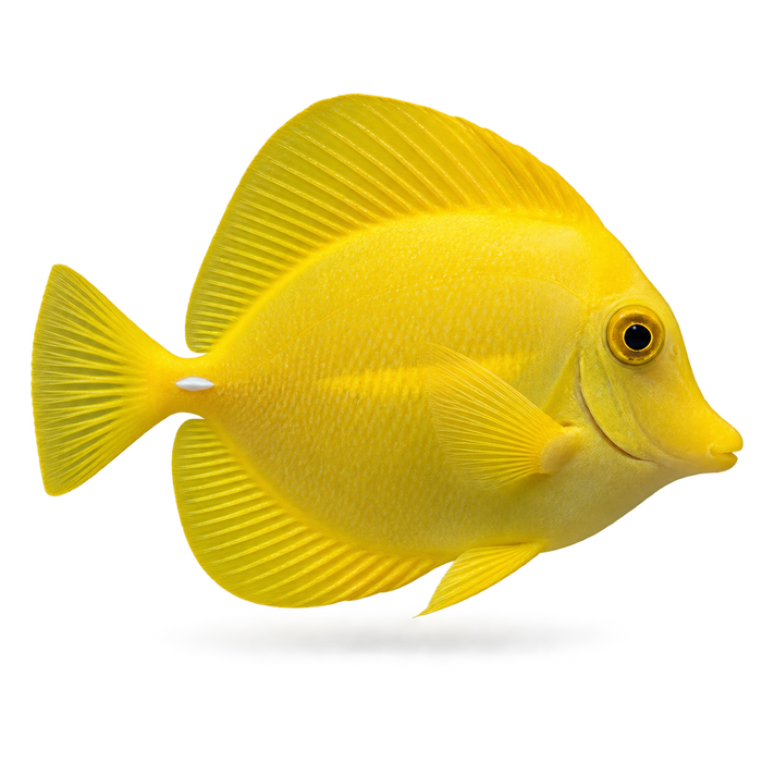Fish Sulfa