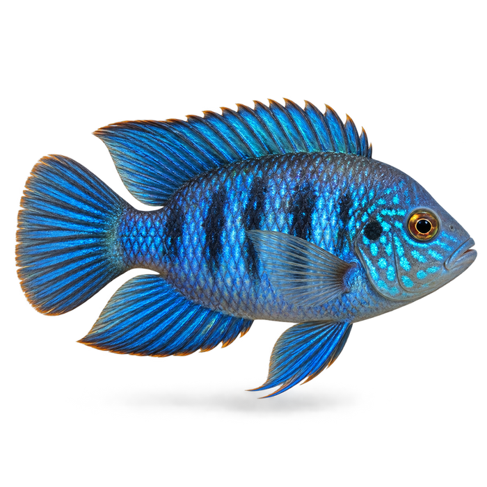 Fish Zithro