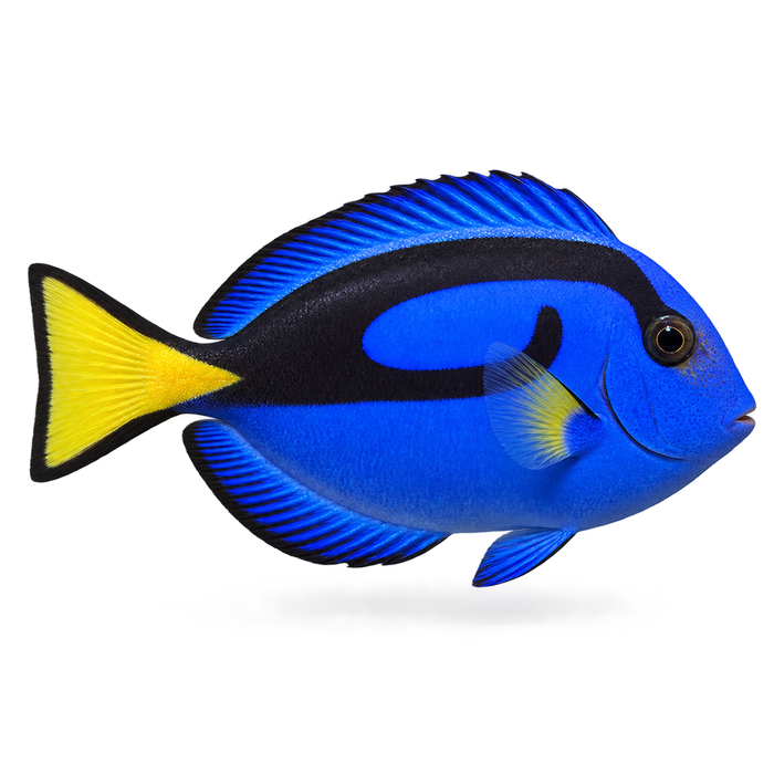 Fish Clavulanate