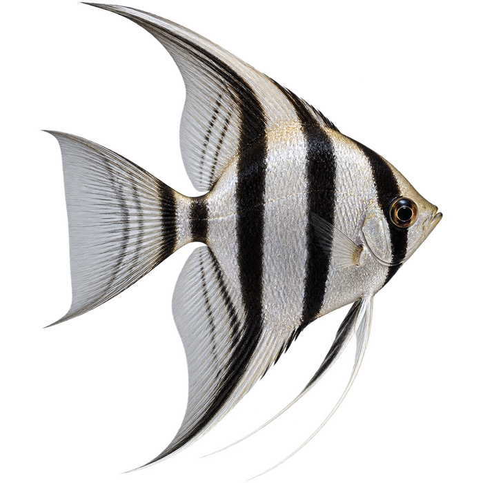 Fish Doxy