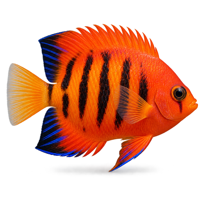 Fish Flex