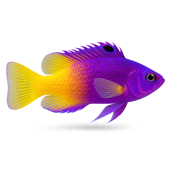 Fish Flox