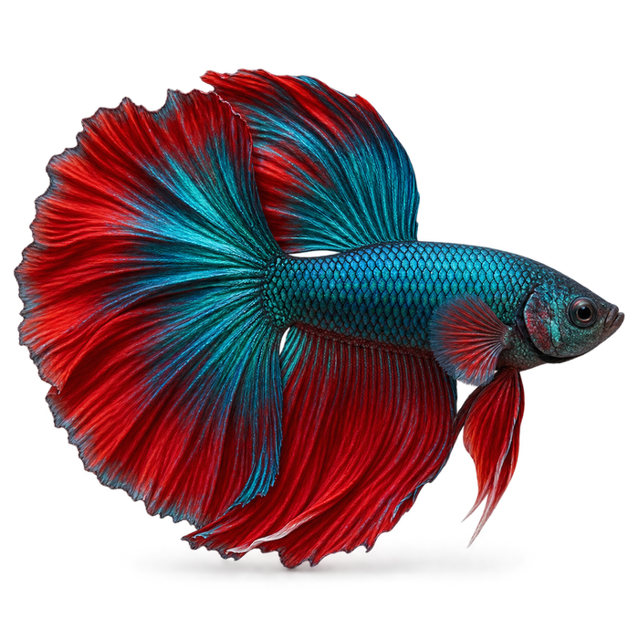 Fish Cin
