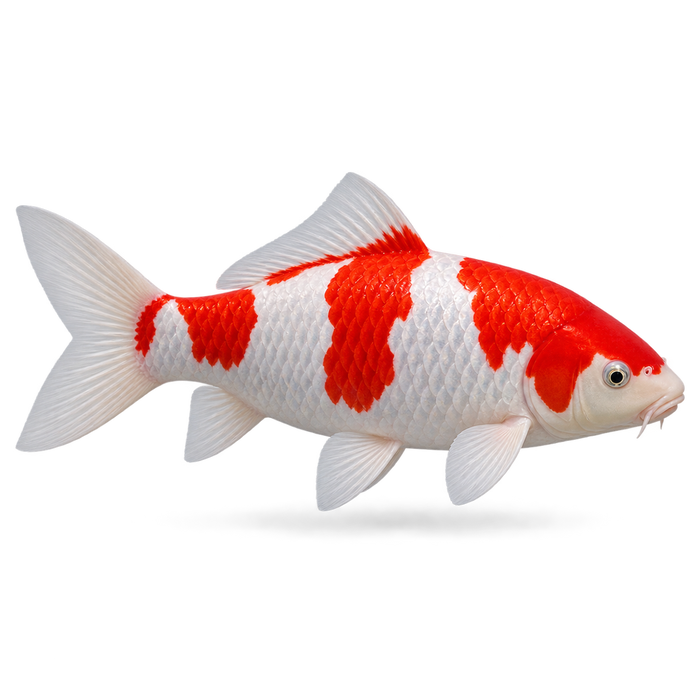 Fish Minocycline