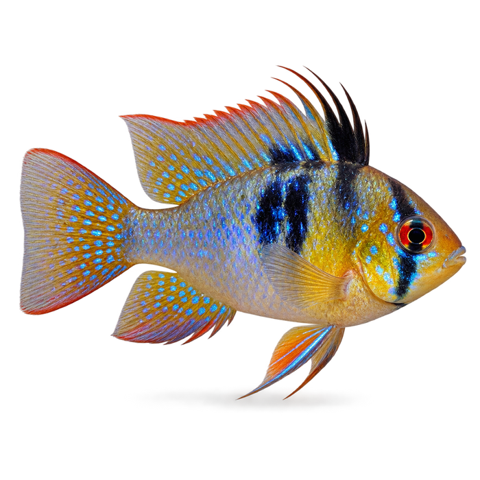 Fish Ketoconazole