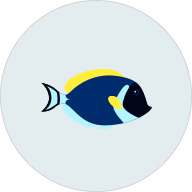 Fish Doxy